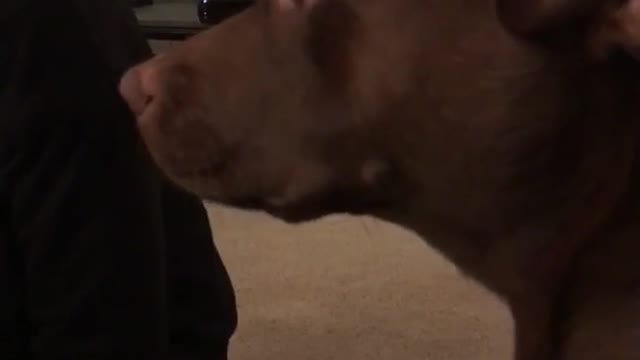 Music brown dog singing along to katy perry