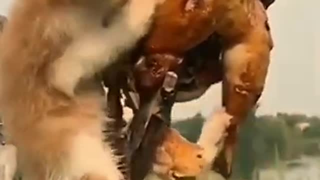 FUNNY ANIMAL|funny cat