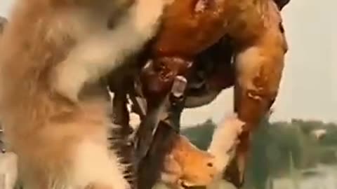 FUNNY ANIMAL|funny cat