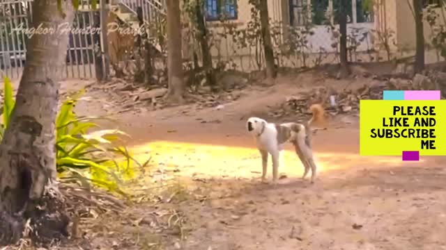 Big Fake Tiger vs Prank Dogs Must Watch