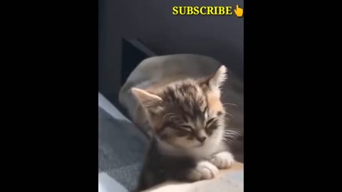 Viral cats video