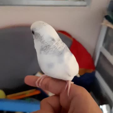 Daily update on snow the bird!