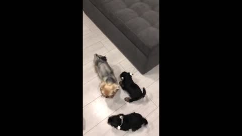 Yorkie puppy eagerly meets new friends ferrets