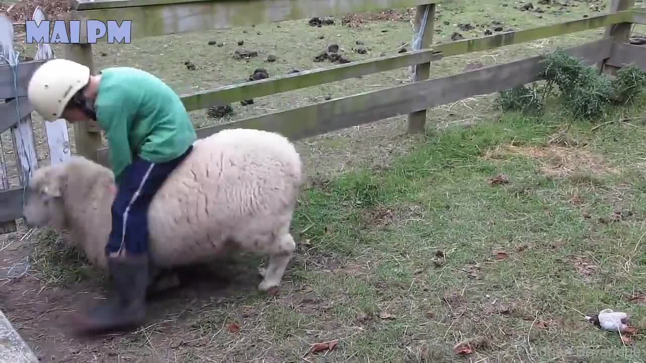 Super Funny Moments Human and Animals face