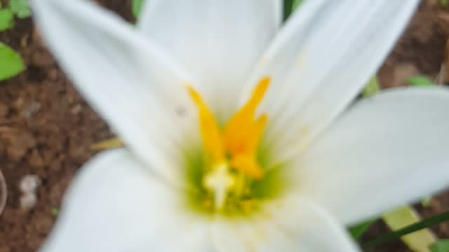star white flower