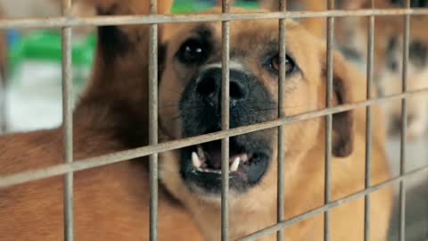 Portrait of barking mixed breed dog behind the fences. Dog in a shelter or an animal nursery