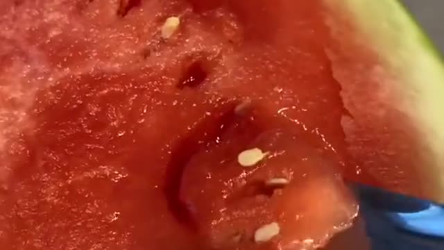 dog doesn't like watermelon funny