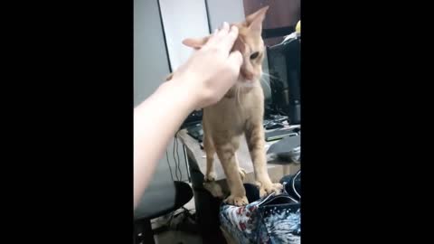 Intruging Cat Videos to make you week --8