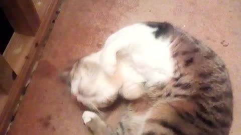 Brown cat moving around and licking itself