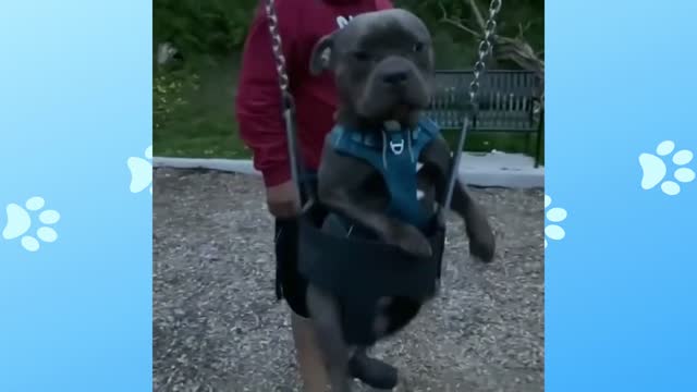 Dog on the swing in the park