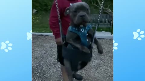 Dog on the swing in the park