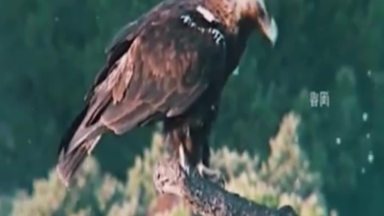 Eagle setting trap...