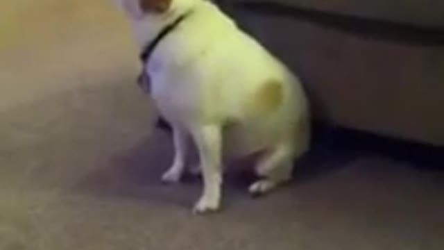 Dog Dancing With Music Tempo