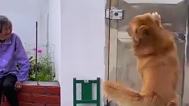 Funny Cat And Dog