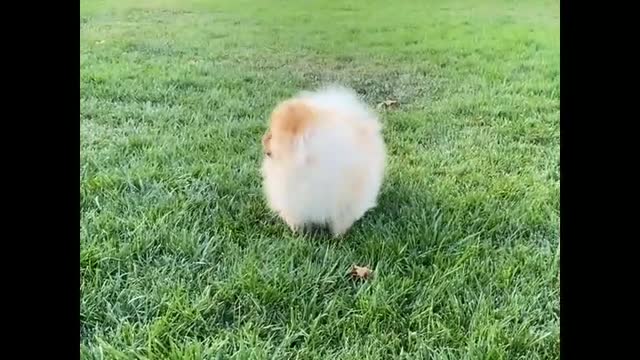 The most funny puppy playing in the garden😚😚😚😙😙😗😗🐩🐩🐩🐩🐩🐩