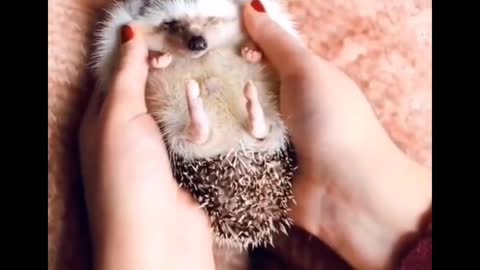 Cutest baby animals Videos compilation Cute moment of theAnimals Cutest Animals