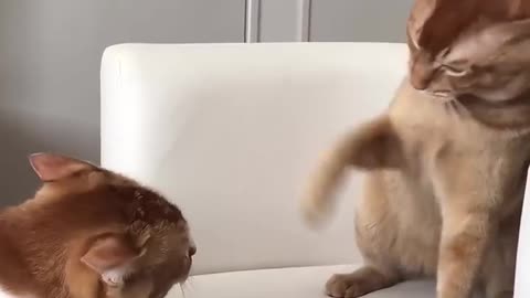 Funny Cat video 😺