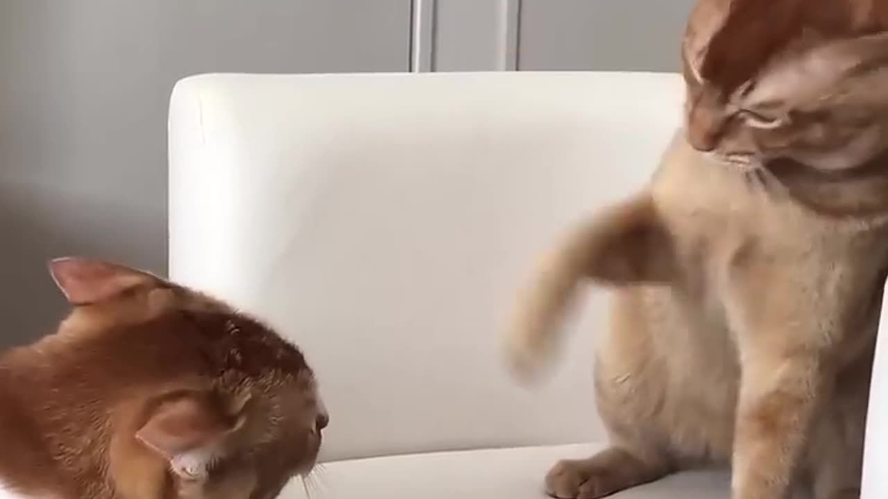 Funny Cat video 😺