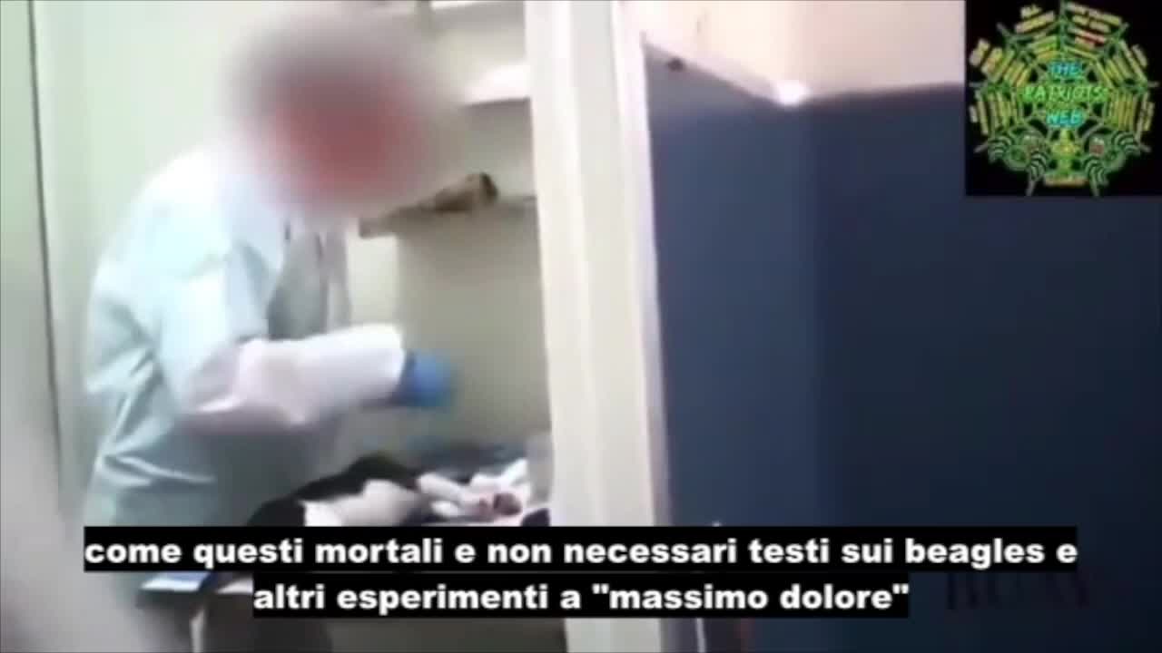 🔴 ⚠️ VIDEO ESCLUSIVO DEGLI GLI ESPERIMENTI PAGATI DA FAUCI SUI CUCCIOLI DI BEAGLES