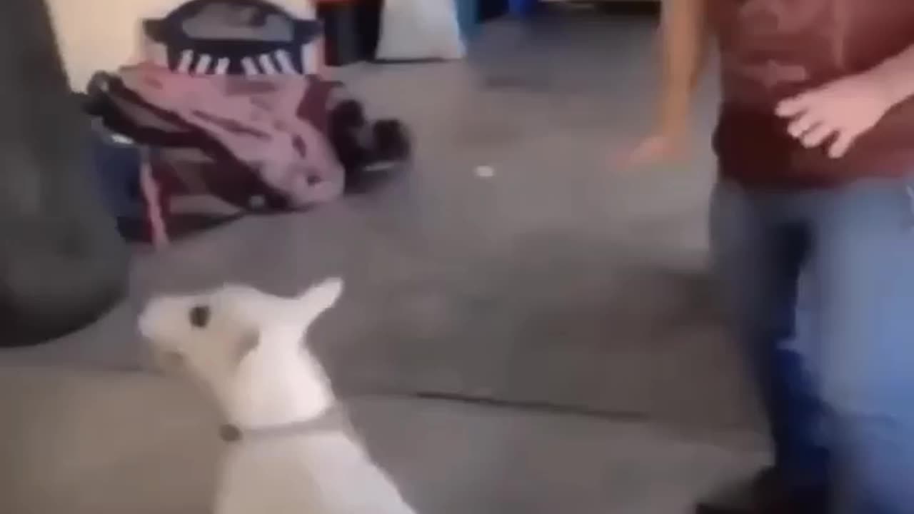 Funny dog video