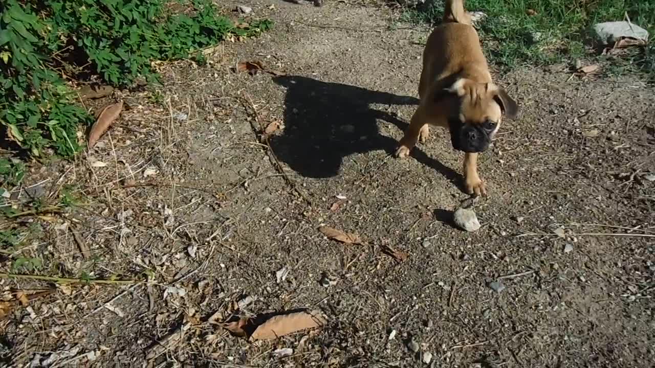 Pug puppy living the good life