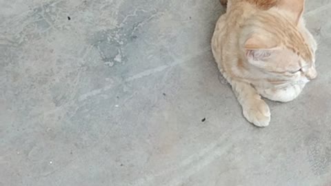 Cat seating