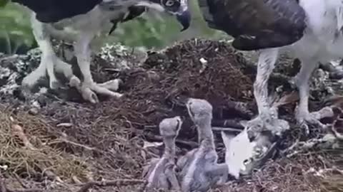 Beautiful birds eagle