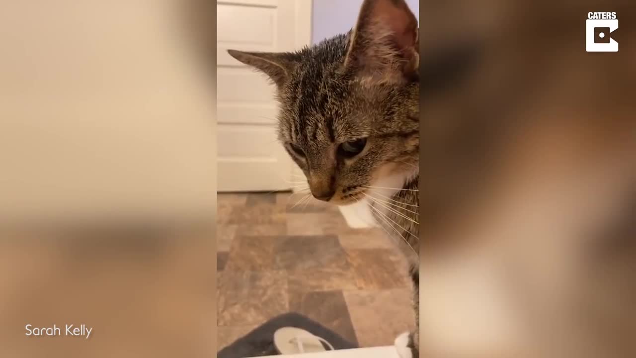 Cat Tries To Save His Owner From Bath