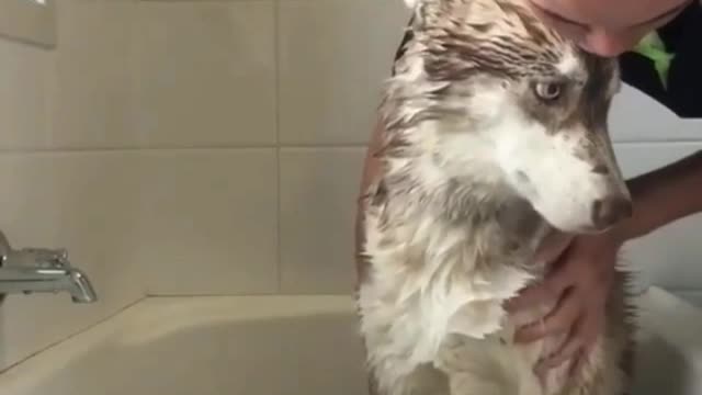 Funny Little Animals
