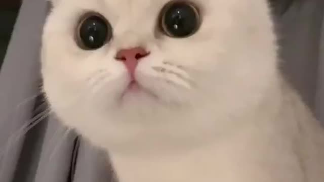 cute cat