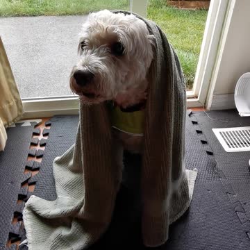 Buddy needs his paws dried