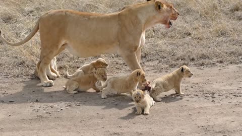 Los futuros reyes de la selva