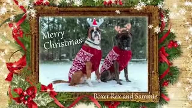 MERRY CHRISTMAS from boxer REX and SAMMIE! 😍