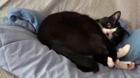 cute cat cat cat cat