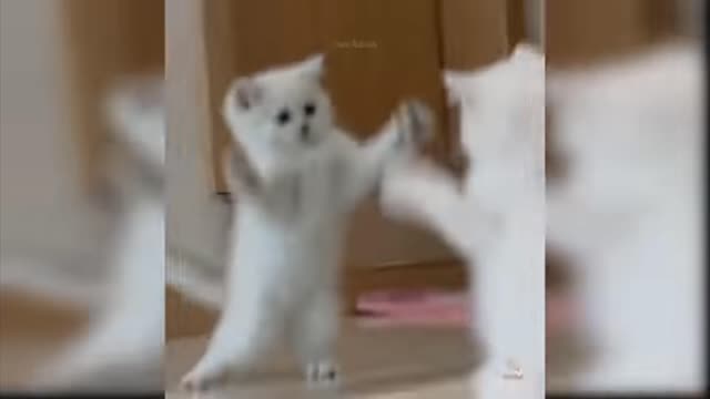 Cute funny cats