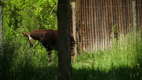 A Mythical Looking Animal At The Zoo