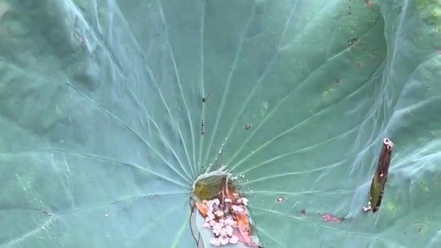 Drops of water on a lotus leaf