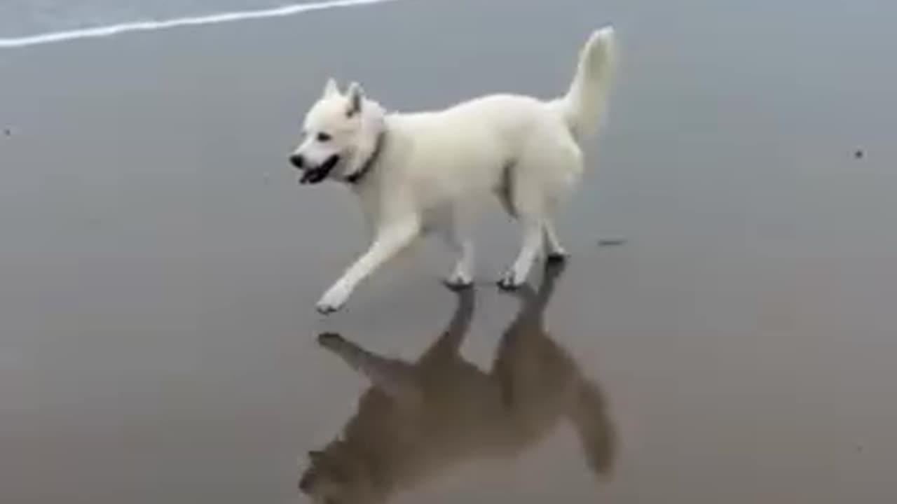 Fun Hund Strand