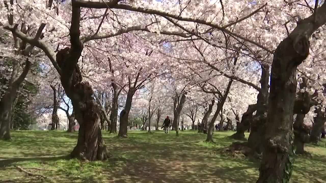 cherry trees in washington Now