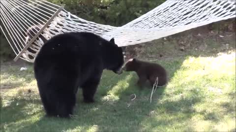 Baby Bear plays cute