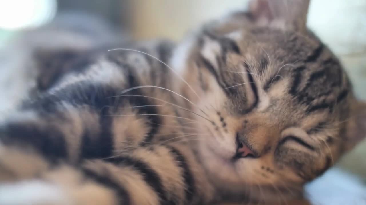 Cute tabby cat sleeping with sweet dream at home