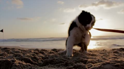 A Puppy Playing Tug Of War By Biting Its Collar Sling. He is so funny.