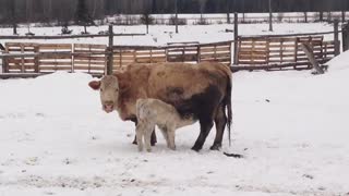 Calf Having A Drink Of Milk