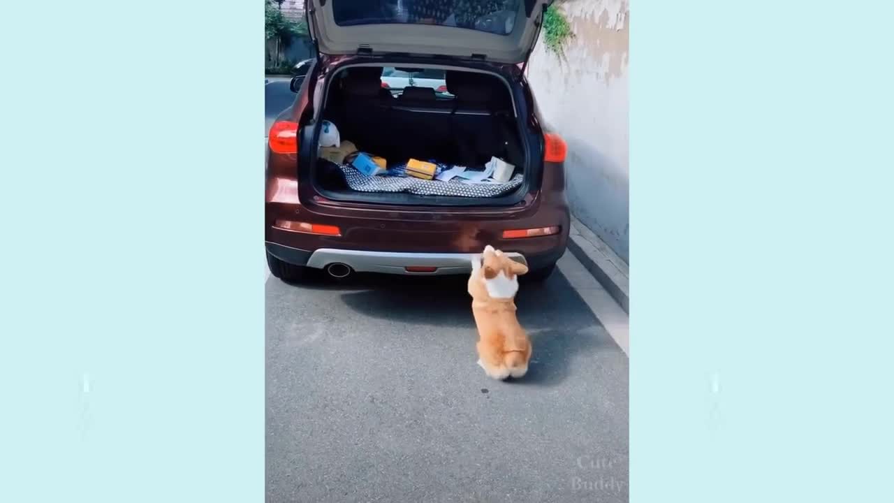 Cute and smart cute puppies 😍