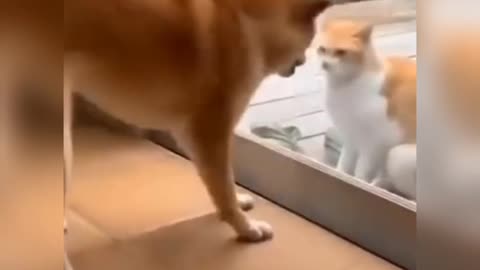 Dog and cat funny video