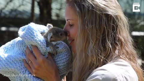baby koala