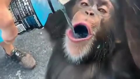 Monkey Drinks Powerade Energy Drink!?