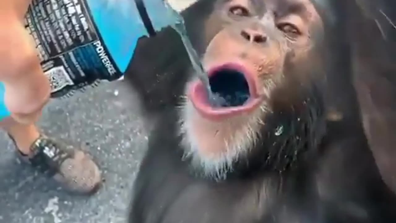 Monkey Drinks Powerade Energy Drink!?