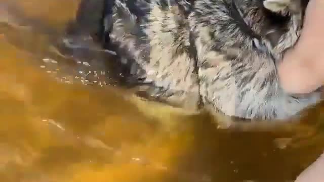 Turning waste into water Panda