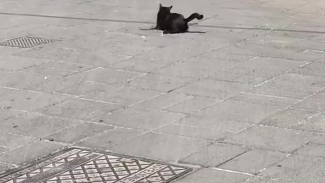 Cat and bird hunting